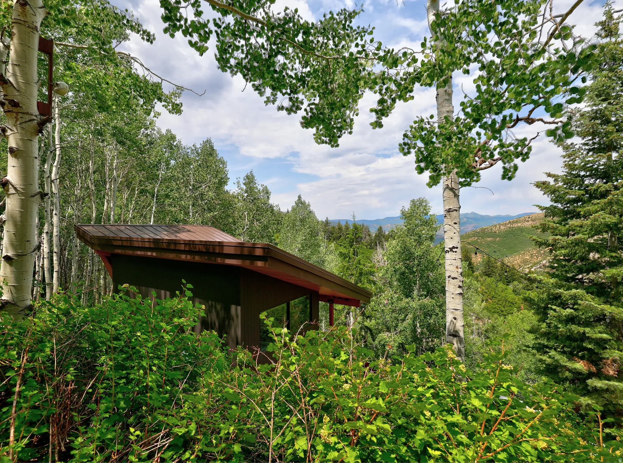 Exterior view of a forest