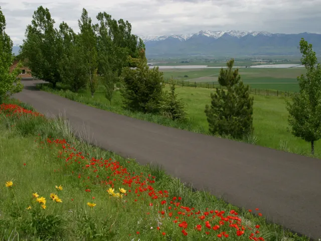 Paved driveway bordered by vibrant red and yellow wildflowers