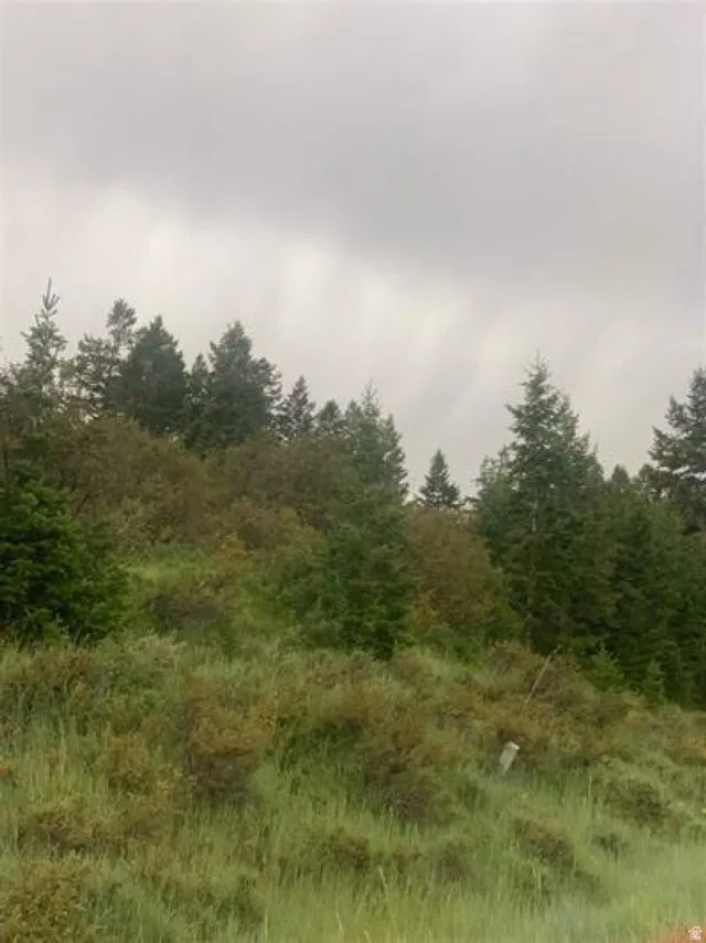 View of tree filled area