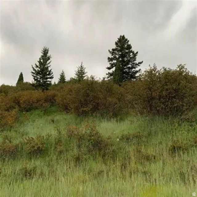View of undeveloped land