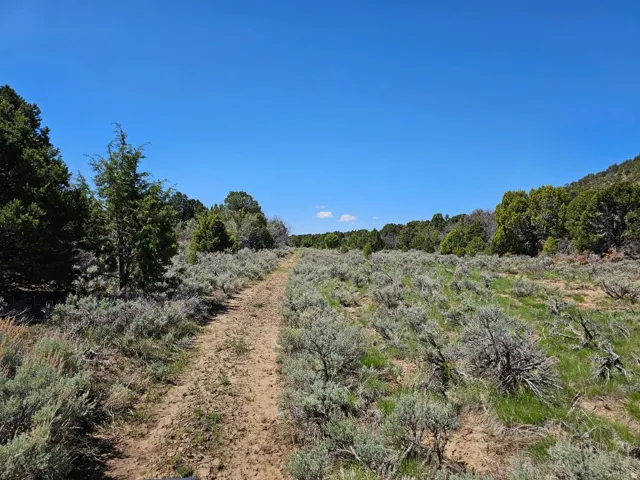 View of nature