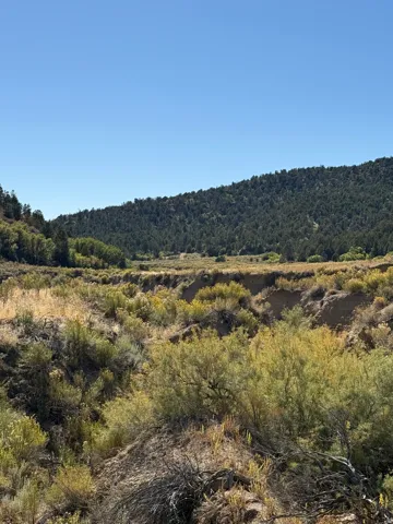 Mountain view featuring a forest