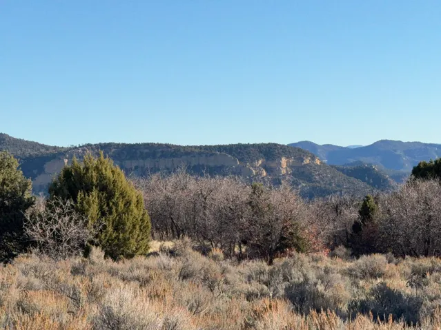 Mountain view with a forest