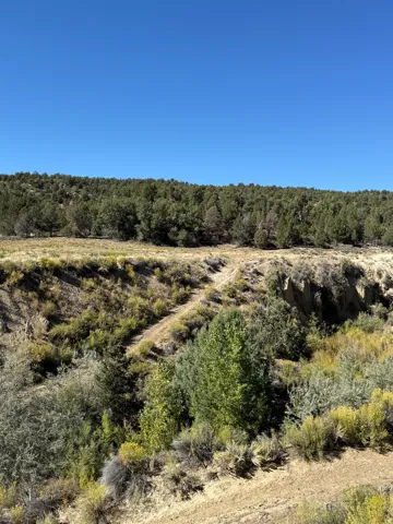 View of tree filled area