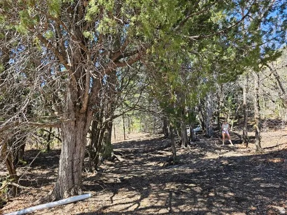 View of local wilderness