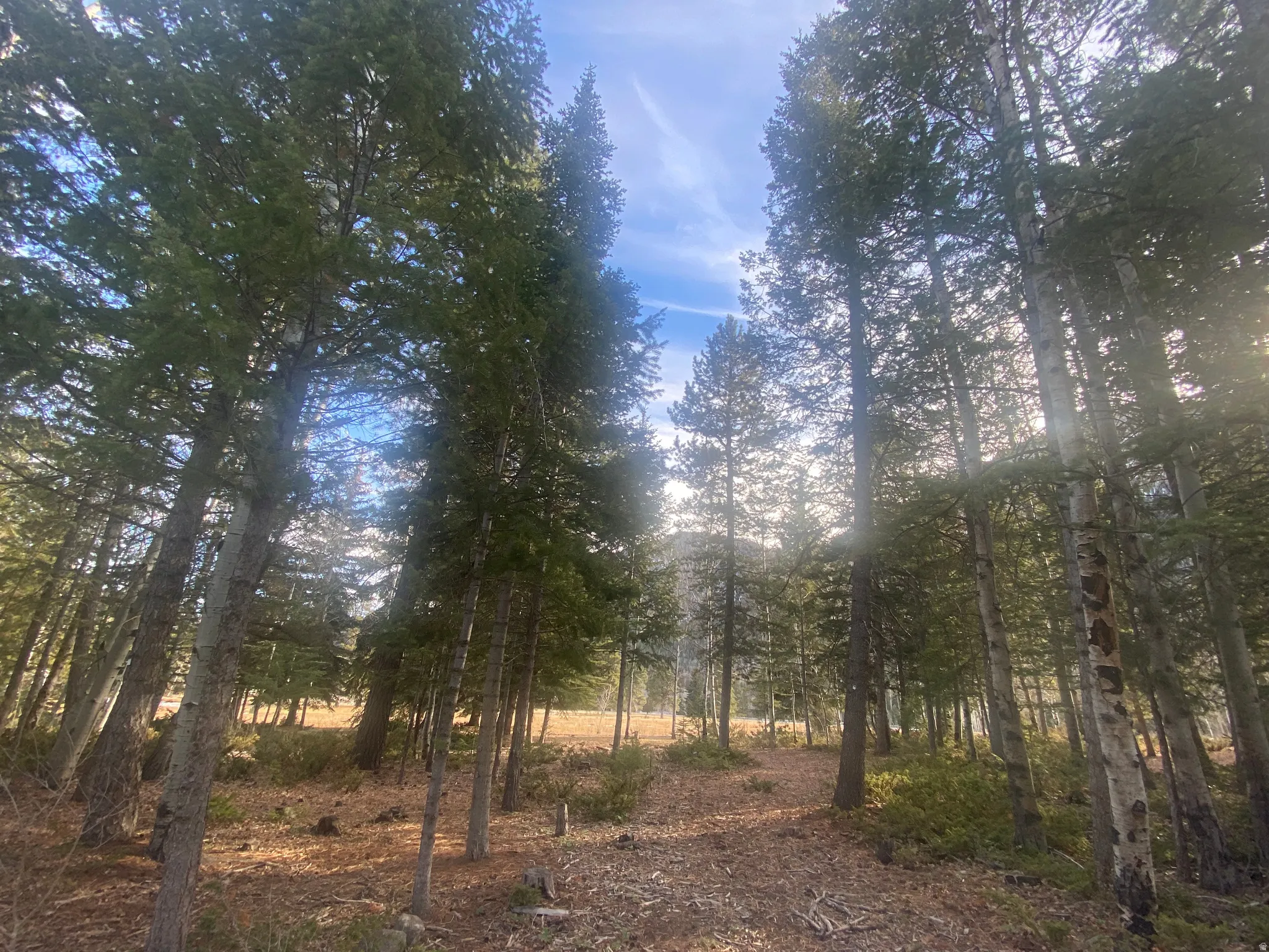 View of local wilderness