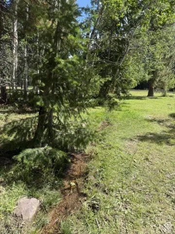 Natural stream feature, mature trees, dense evergreen foliage, and a landscaped grassy area