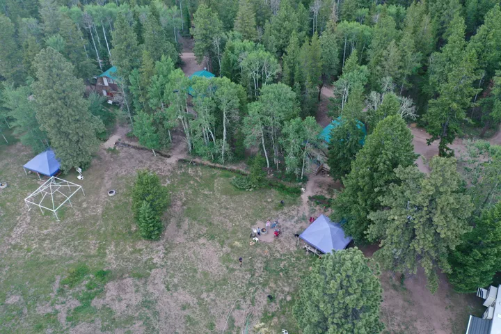 Aerial view of a forest
