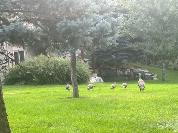 View of grassy yard
