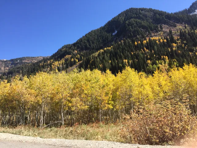 Mountain view with a forest