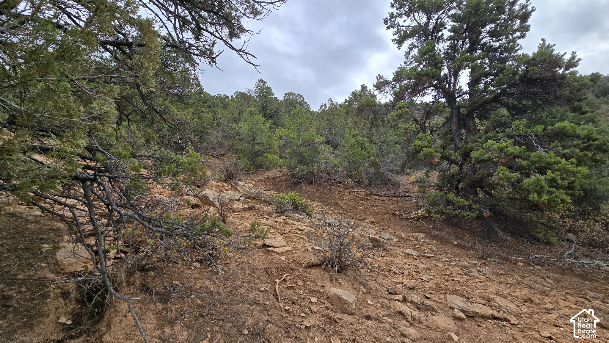 Sloped terrain featuring native rock formations and mature evergreen trees