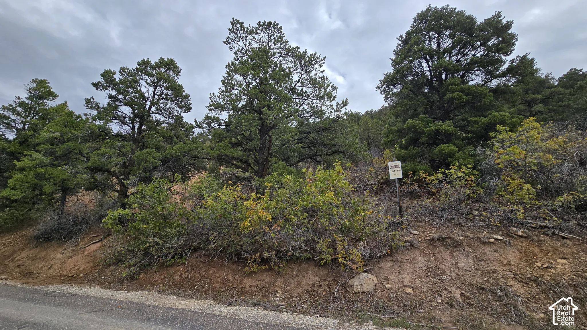 Undeveloped land parcel featuring natural terrain, mature evergreen trees, native shrubs, and paved road access