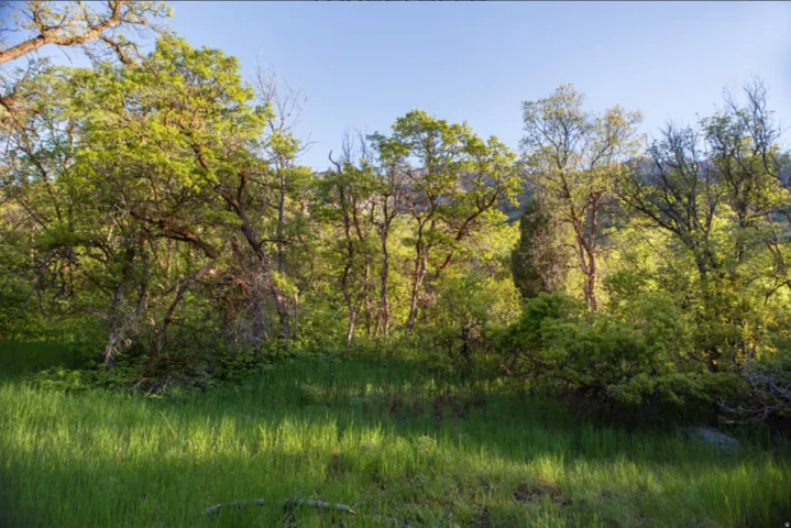 View of woods