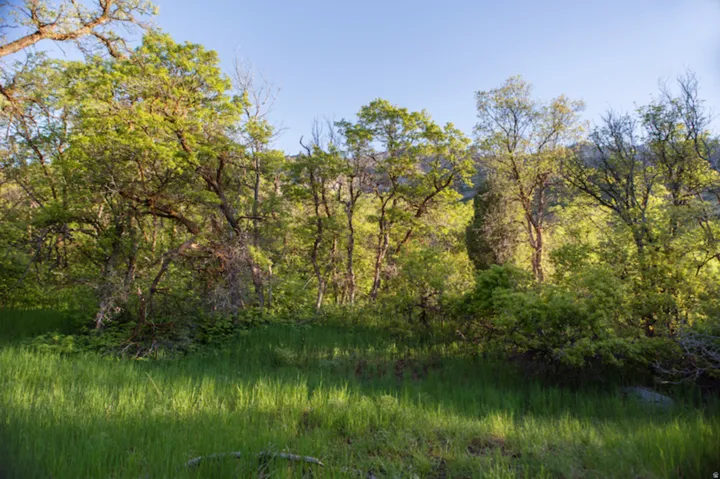View of woods