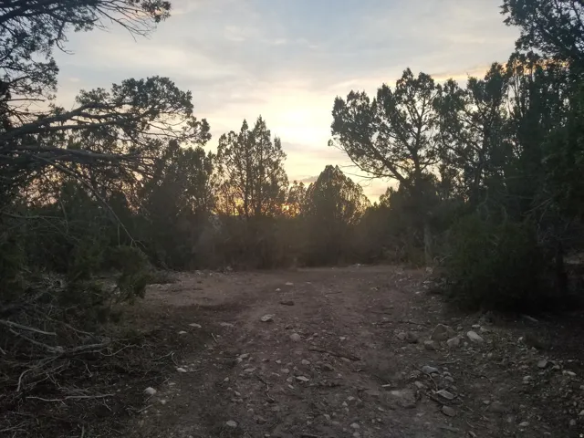 View of woods