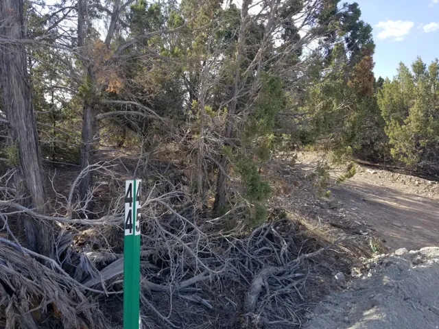View of local wilderness