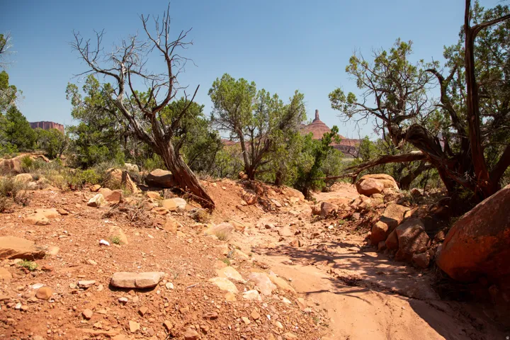 View of local wilderness