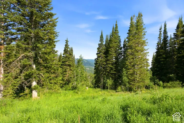 Expansive property featuring a dense forest of evergreen trees, natural green ground cover, and a clear blue sky