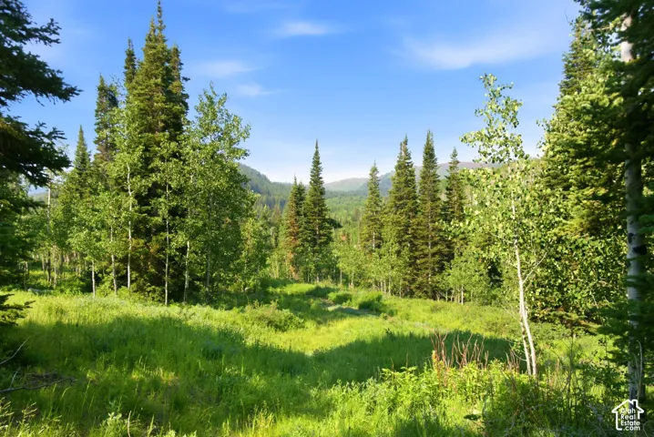 Expansive natural landscape featuring a mix of coniferous and deciduous trees, open grassy areas, and distant mountainous terrain under a clear sky