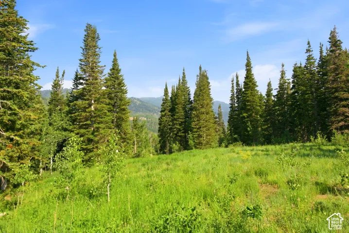 Expansive green meadow surrounded by mature evergreen and deciduous trees, with distant mountains under a clear blue sky