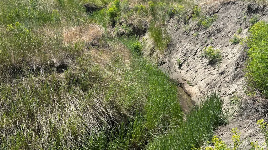 View of local wilderness