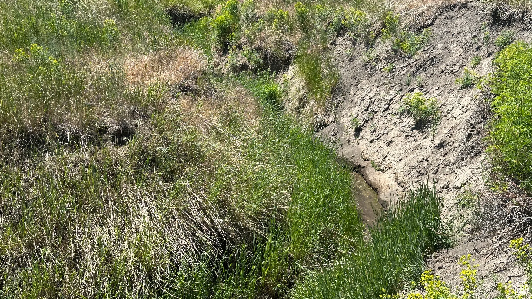 View of local wilderness
