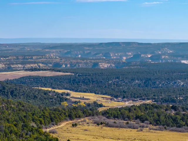 Drone / aerial view of a forest
