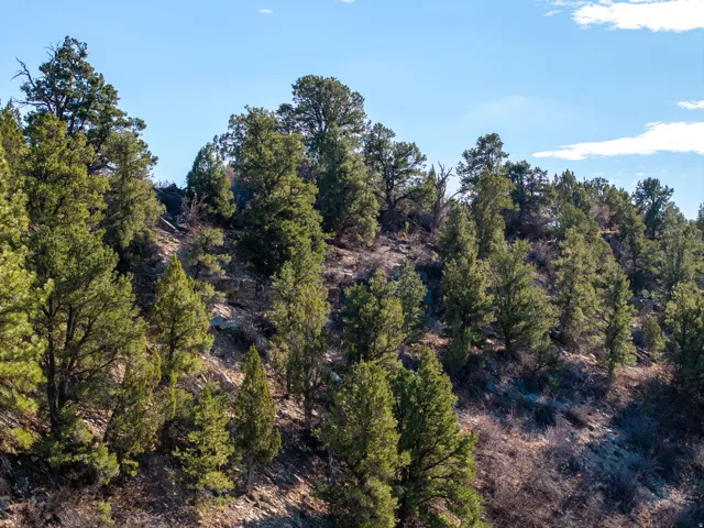 View of local wilderness