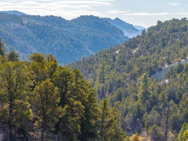 View of mountain background with a heavily wooded area