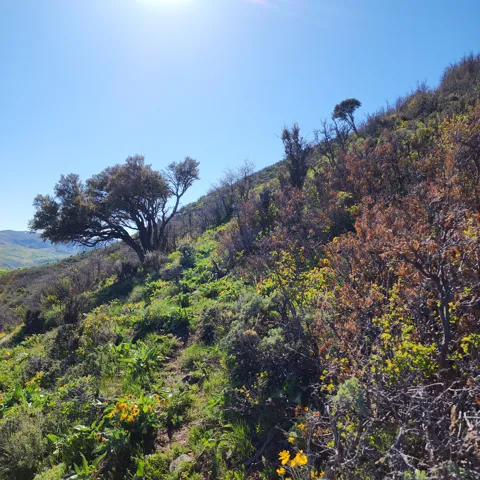 View of mountain background featuring a heavily wooded area