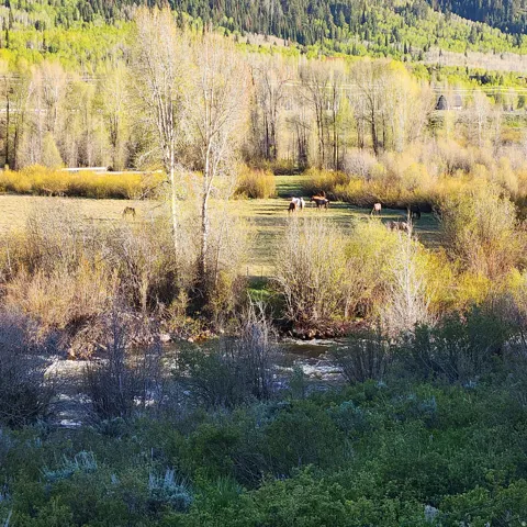 View of woods with a water view