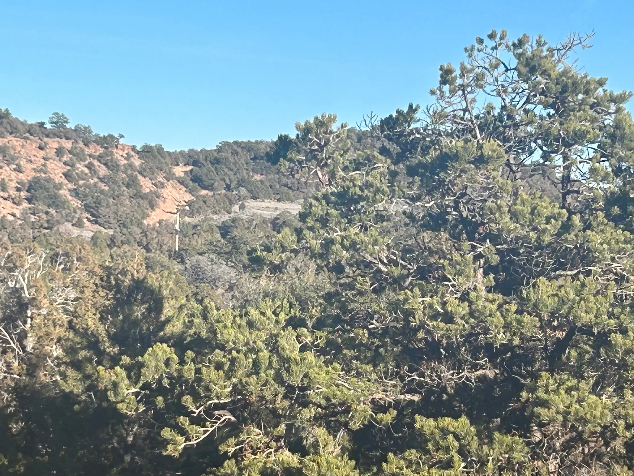 View of mountain backdrop with a heavily wooded area