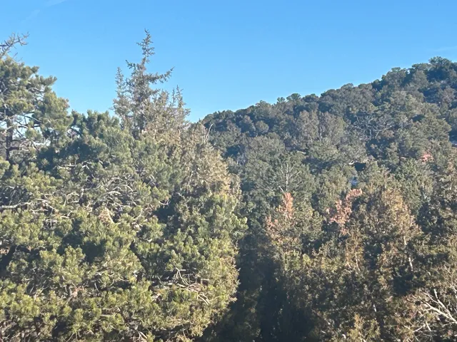 View of mountain background with a forest