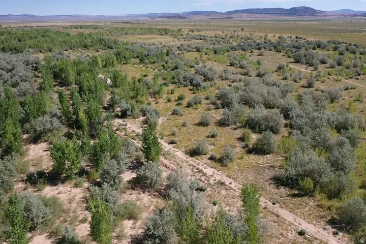 Expansive undeveloped land featuring diverse vegetation, including rows of tall deciduous trees and numerous low-lying shrubs