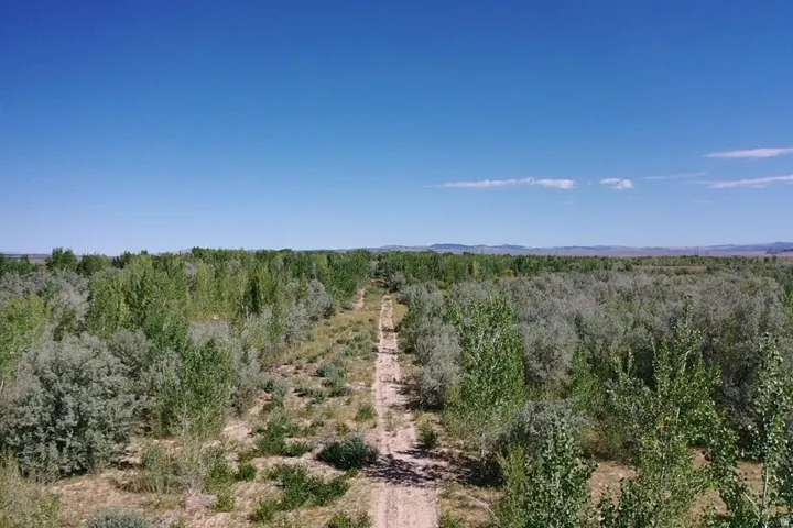 Expansive natural landscape featuring a prominent dirt path, diverse tree coverage, and distant hills under a clear blue sky