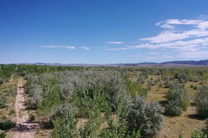 Expansive property featuring varied foliage including light green and silvery-green trees and shrubs