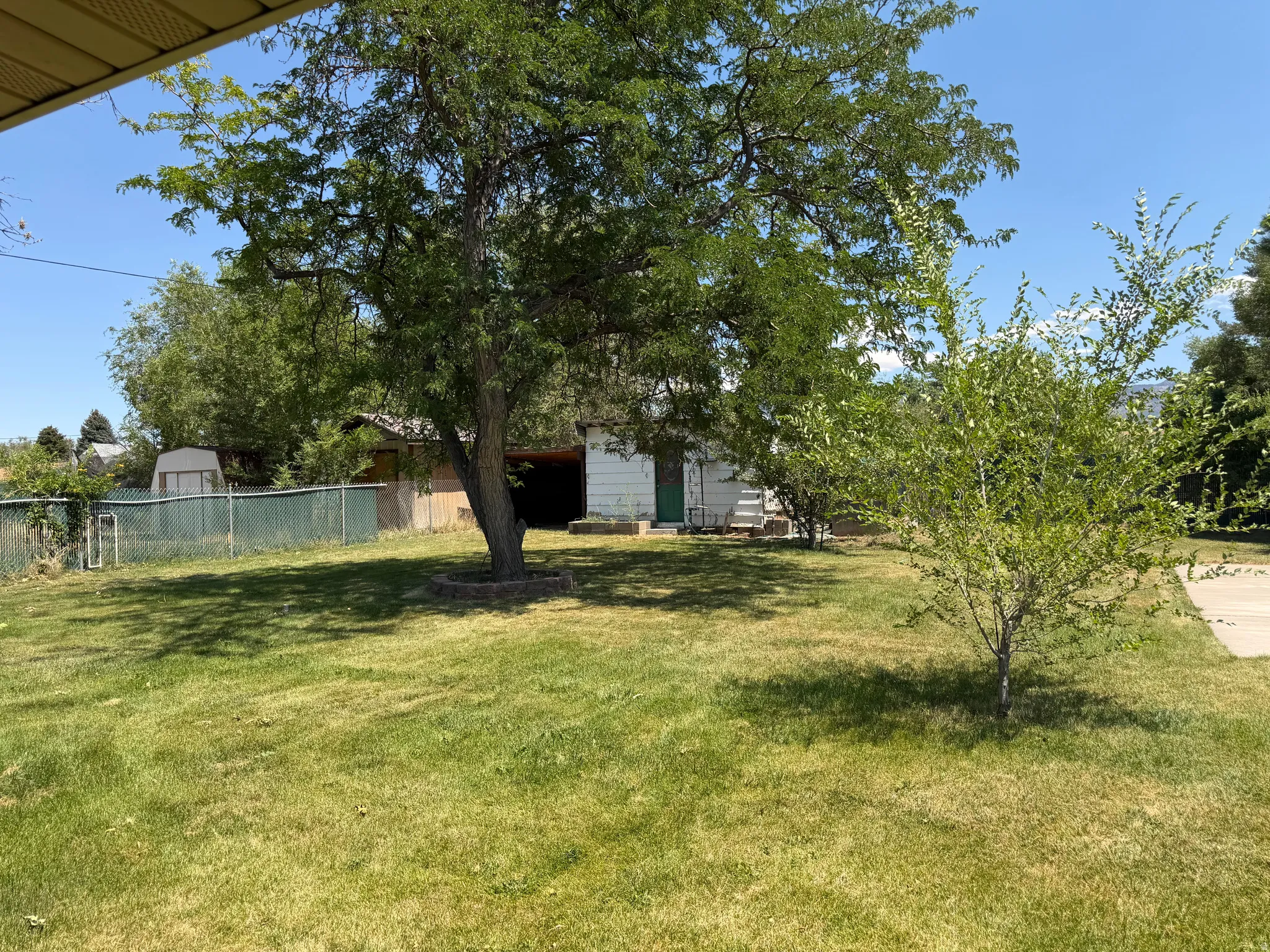 Expansive grassy yard featuring a prominent mature tree, additional green foliage, and a chain-link fence