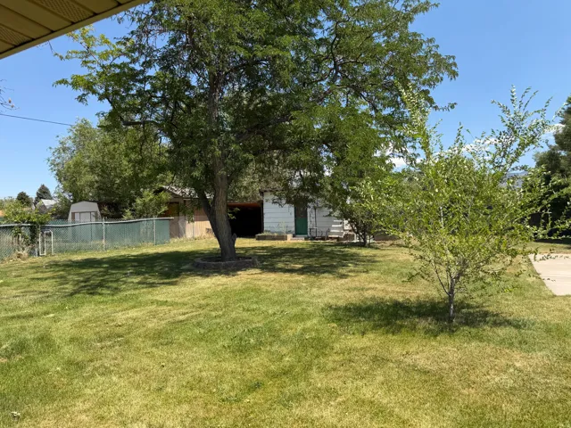 Expansive grassy yard featuring a prominent mature tree, additional green foliage, and a chain-link fence