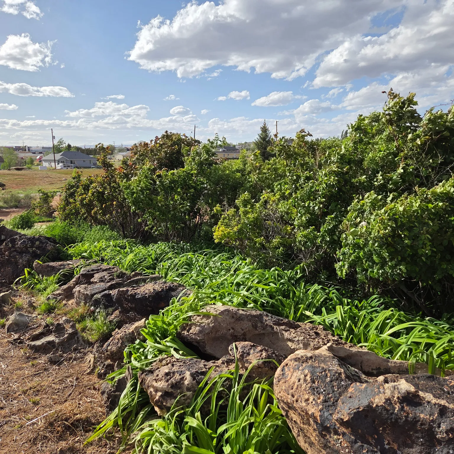 View of local wilderness