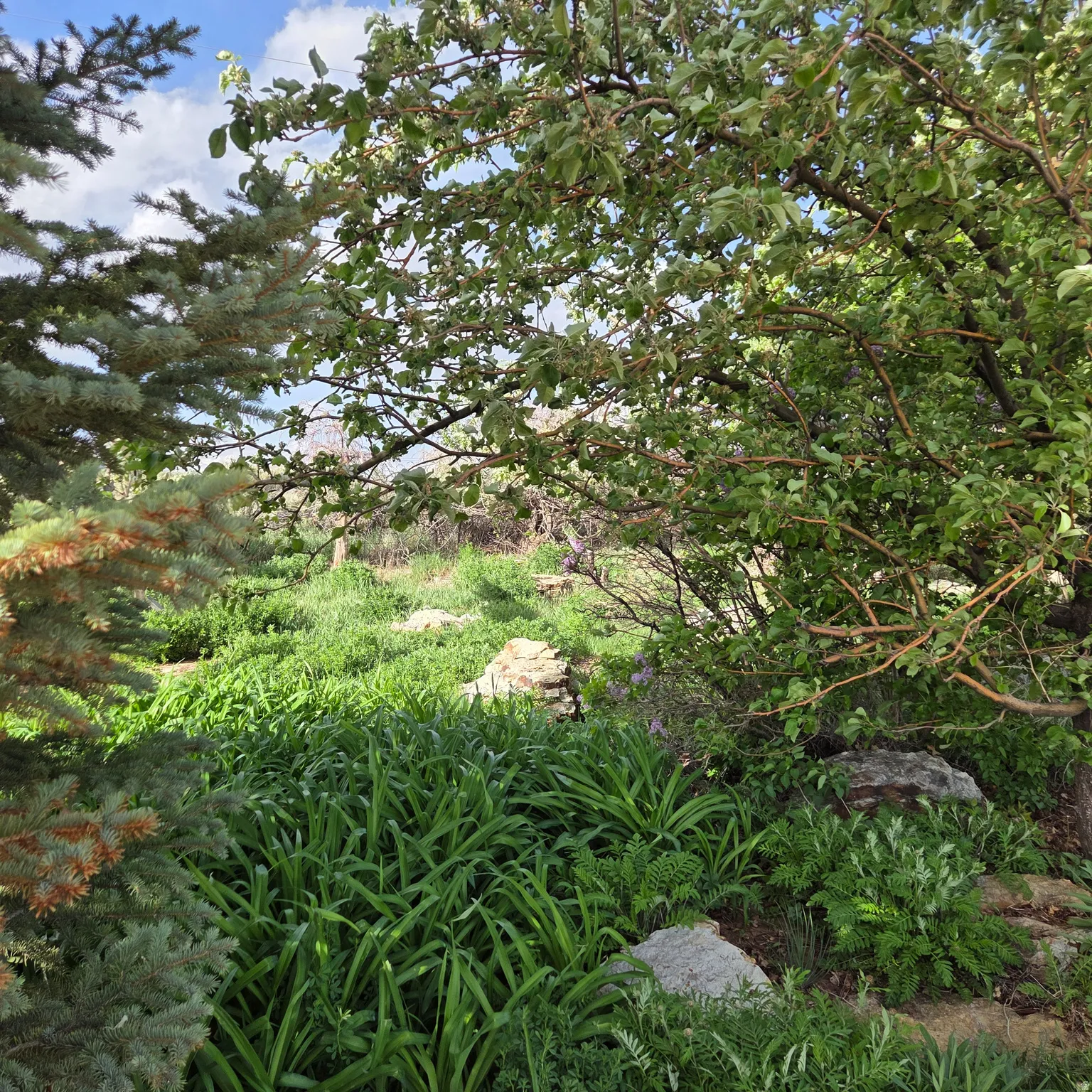 View of local wilderness