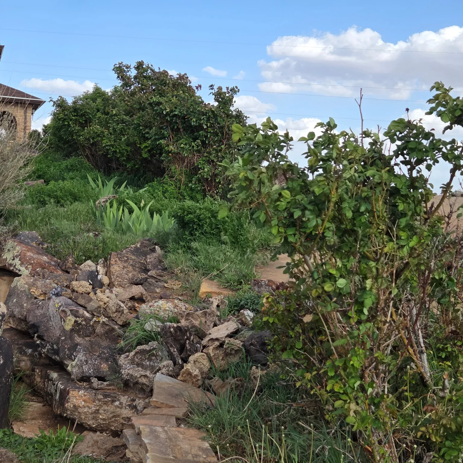 View of local wilderness