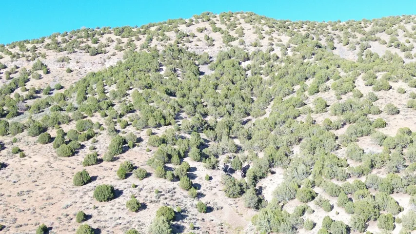 Expansive hillside property featuring diverse desert flora and natural terrain