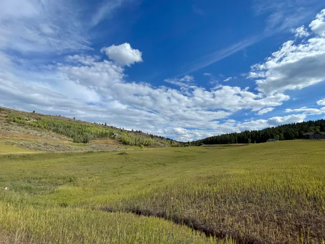 View of local wilderness