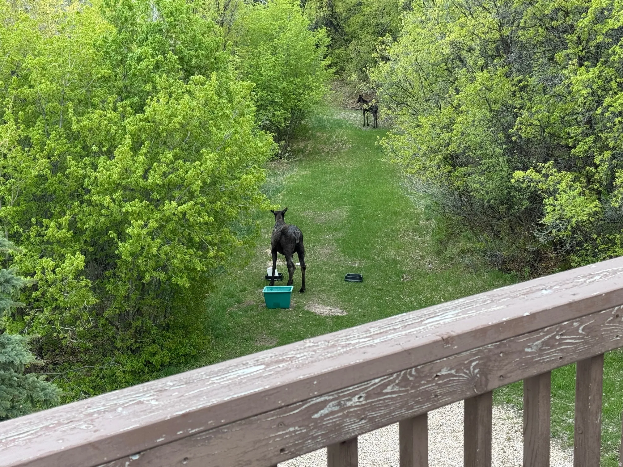 Moose adjacent to common area