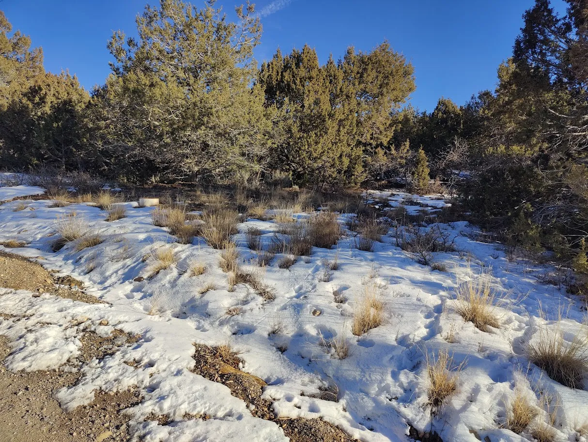Snowy landscape