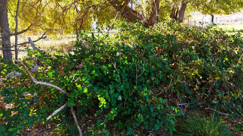 View of local wilderness