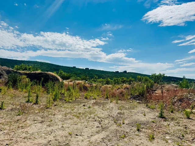 Expansive undeveloped lot with varied terrain and established vegetation
