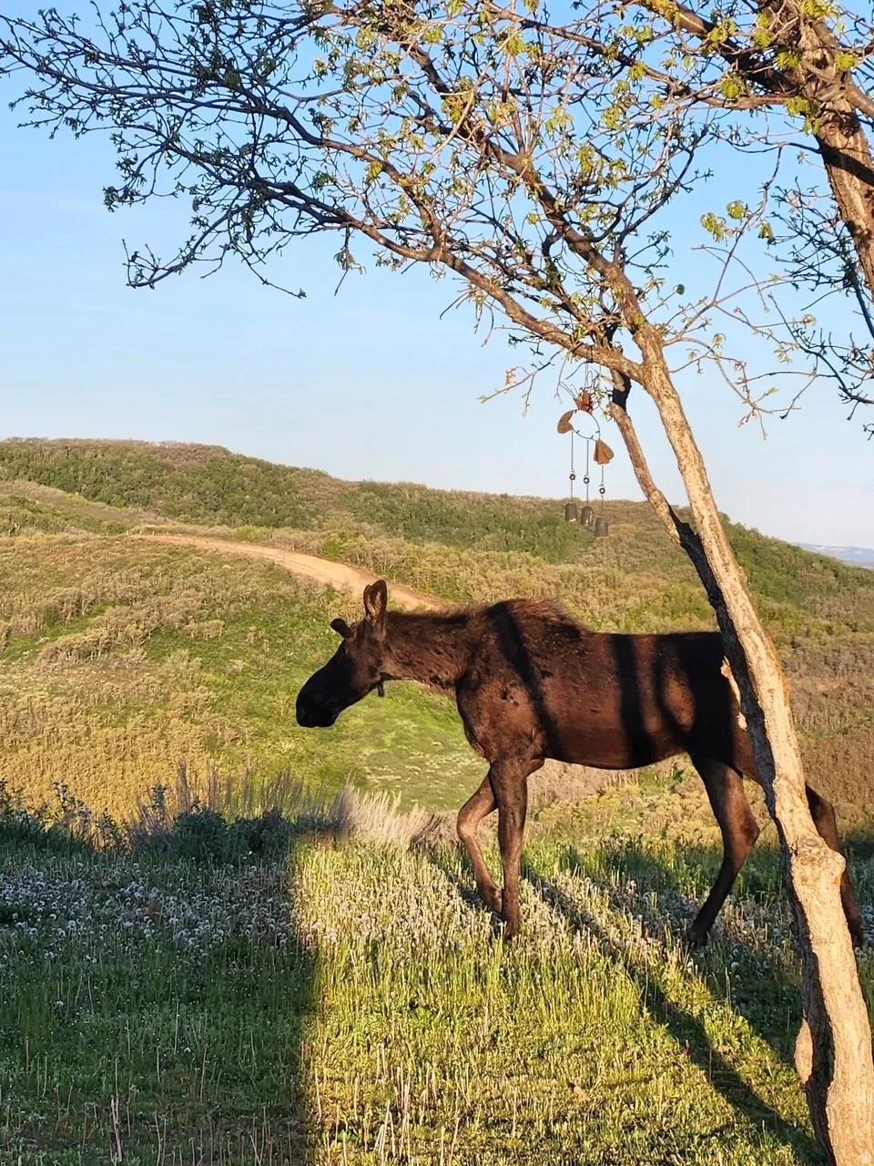 Wildlife is in abundance