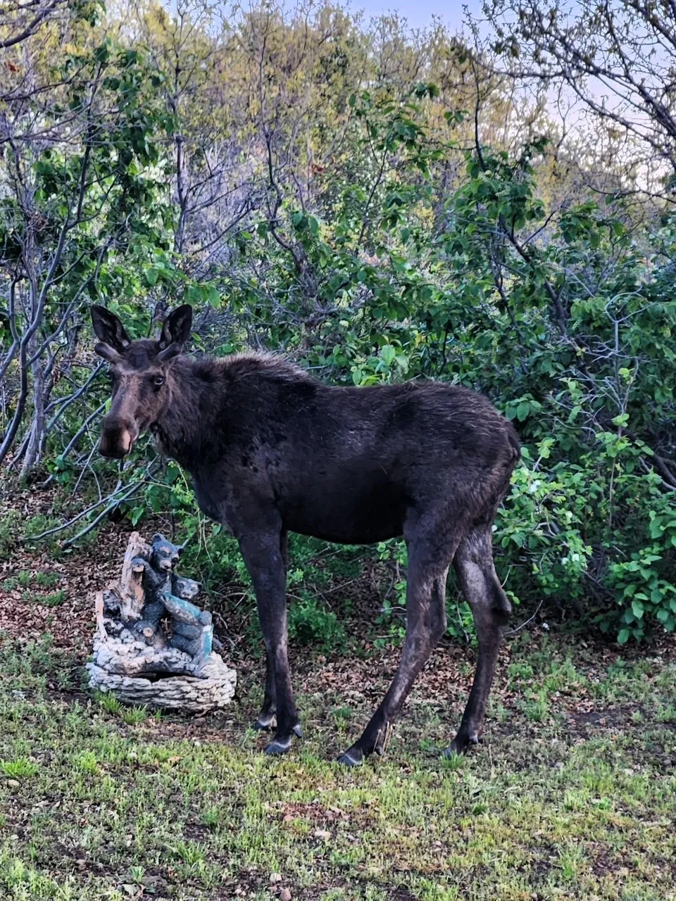 Wildlife right on your own property! Owner has seen many moose, deer, elk, and even bobcats and bears over the years.