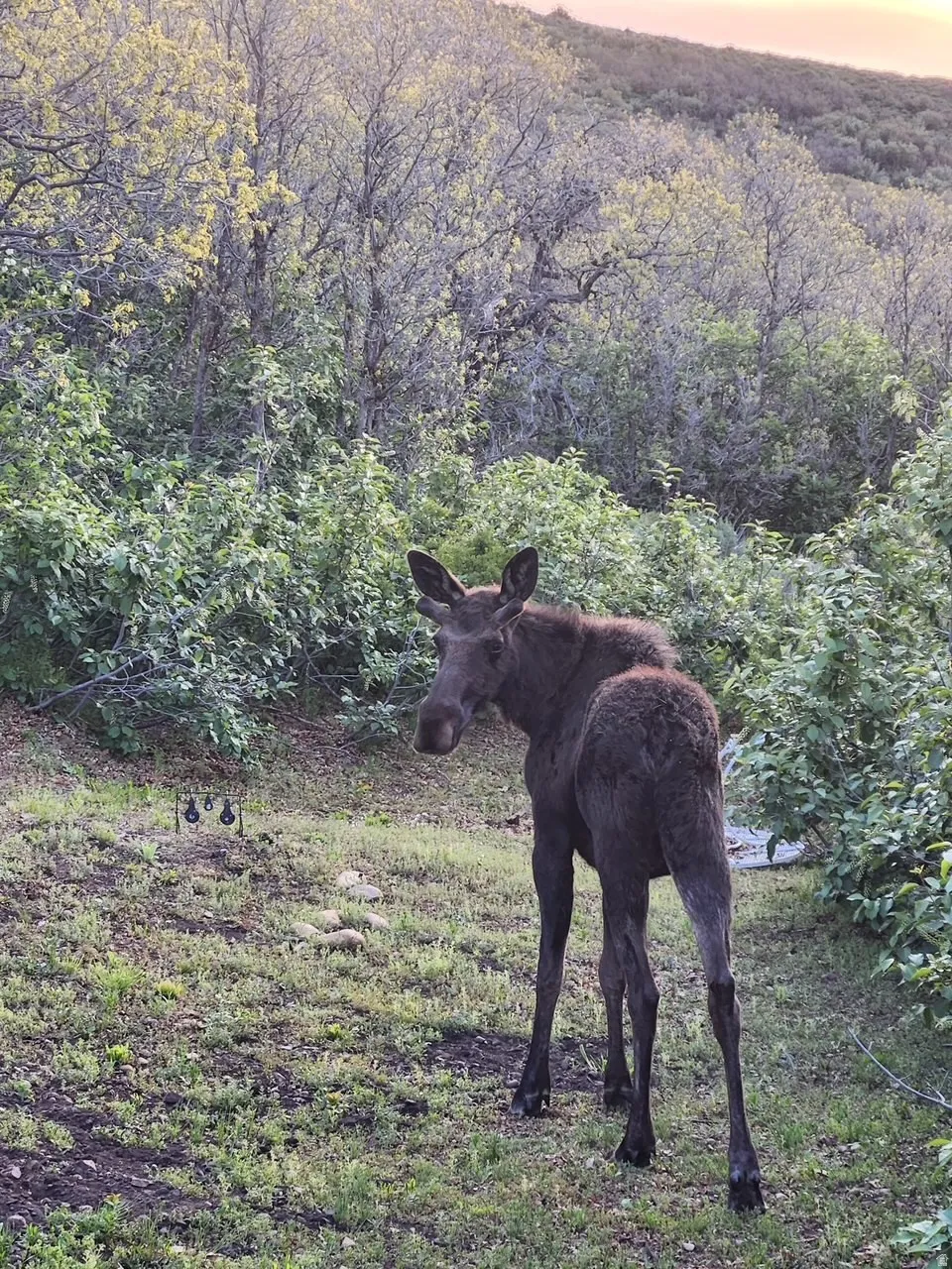 The Moose love it here!
